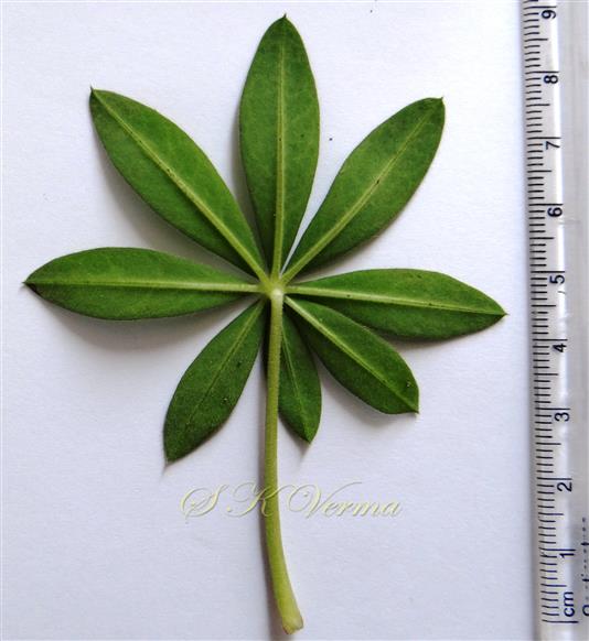  Leaf(Abaxial view)